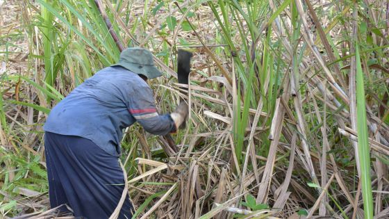 Culture de la canne à sucre : 15.800 hectares abandonnés au cours des dix dernières années