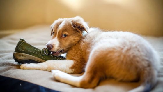 Comment empêcher le chien de manger les chaussures?