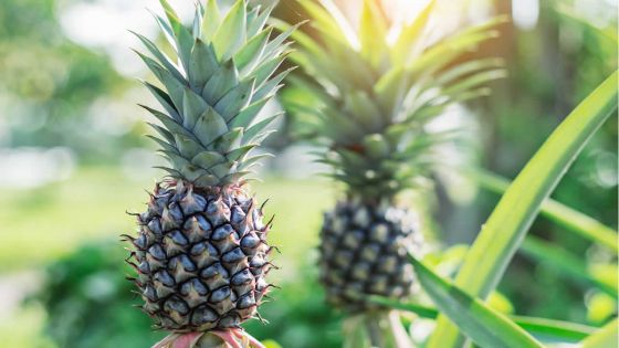 Baisse de production : le prix de l’ananas prend l’ascenseur