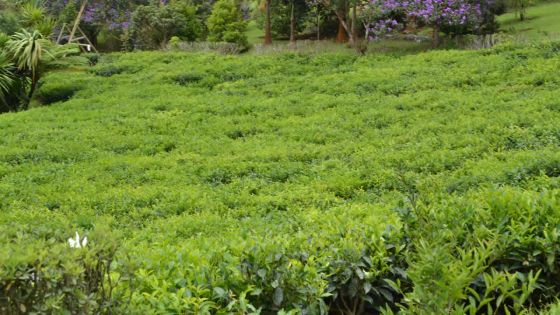 Relance de la culture de thé : 600 arpents de terres identifiés