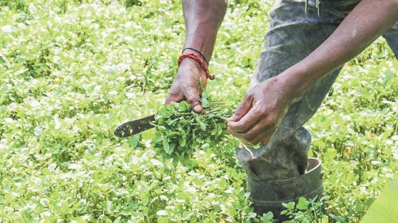 Le cresson, une plante aux vertus sous-estimées