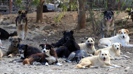Puçage de chiens : la microchip caravan prend la route cette semaine