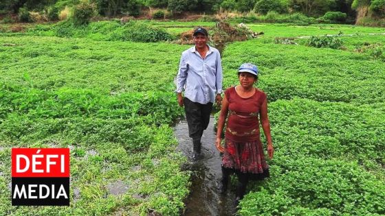 Séquelles des intempéries : importation de légumes et compensation pour les planteurs