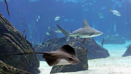 Biodiversité marine : l’UE finance une étude sur les raies et les requins