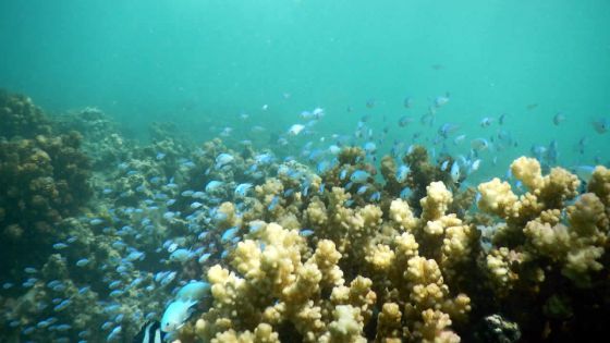 Écosystème marin : l’aquaculture n’a pas d’incidence sur les coraux