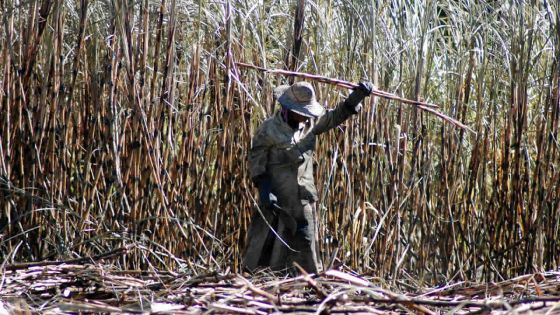 Industrie cannière : ces cinq groupes sucriers qui contrôlent le secteur
