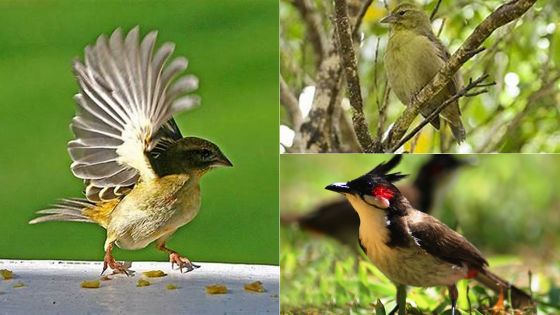 Les oiseaux, indicateurs de l’écosystème de Maurice