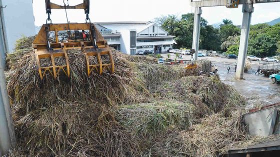 Centrale Alteo : le prix de la bagasse ralentit les négociations