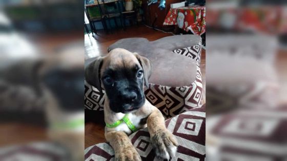 Vol d’un chien Boxer - un premier suspect arrêté : « Je l’ai payé Rs 7 000 »