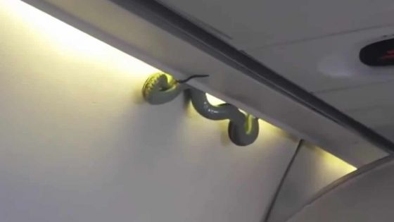 Les passagers dans un vol d'Aeromexico ont fait connaissance avec un serpent