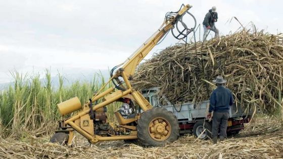 Industrie sucrière : assistance financière aux grands planteurs et usiniers