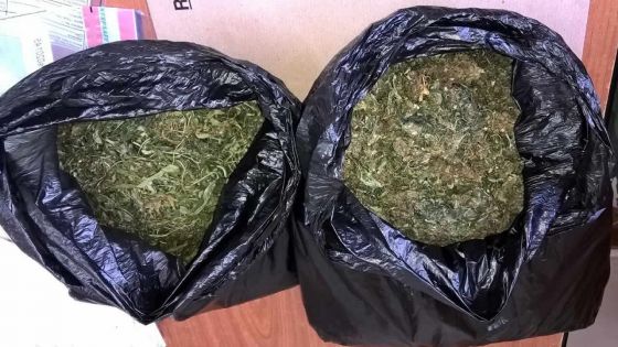 Plaine-Magnien : saisie de Rs 900 000 de cannabis et Rs 400 000 en liquide