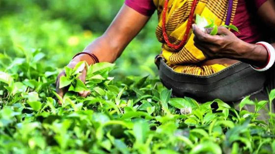 Culture vivrière : pénurie de thé à l’horizon