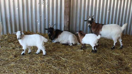 Fièvre aphteuse : 7000 moutons, cabris et boucs disponibles pour l’Eid ul-Adha