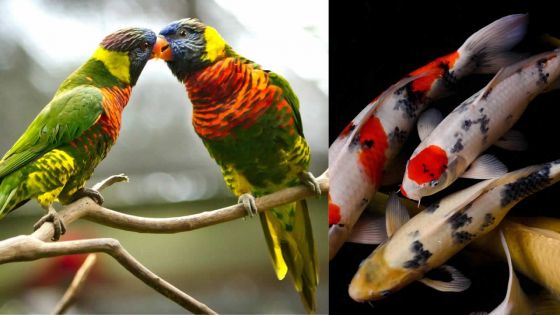 À Camp-de-Masque : des oiseaux d’amour et des poissons Koï volés chez un cameraman