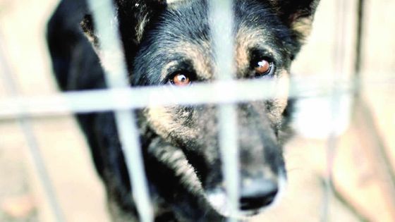 Dénonciations - Maltraitance d’animaux : qui contacter ?