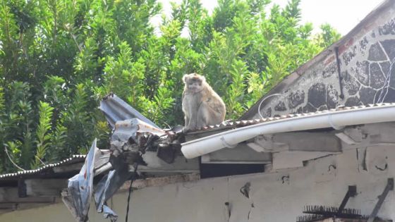 Un singe sème la panique à Port-Louis