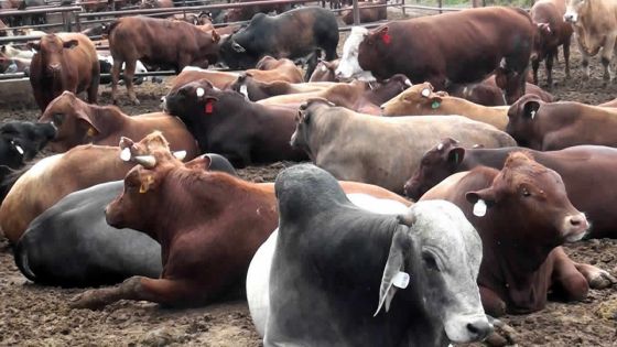 Fièvre aphteuse: le marché de la viande bovine se réorganise