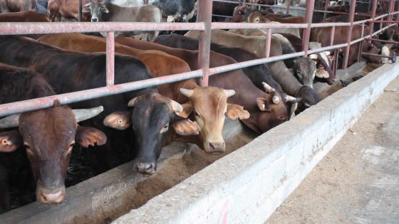 Fièvre aphteuse: la Mauritius Meat Authority rassure le public