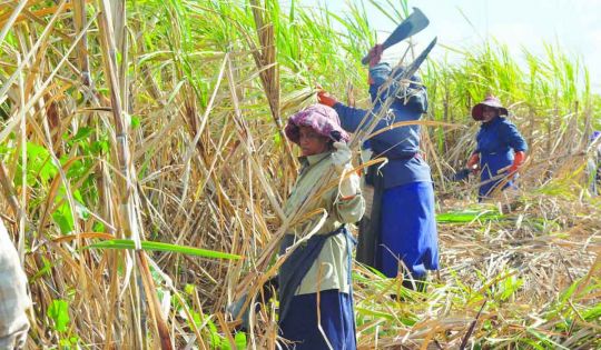Campagne 2016 – L’estimation pour la récolte sucrière maintenue à 400 000 tonnes