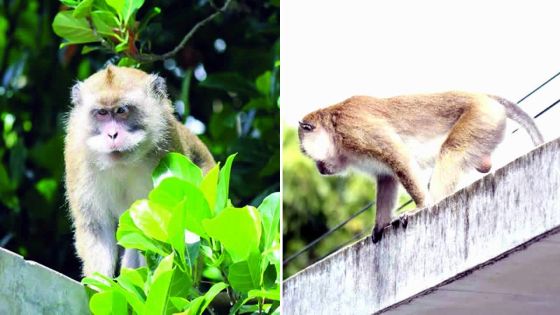 Dure cohabitation – Des singes dictent leur loi à Chamouny