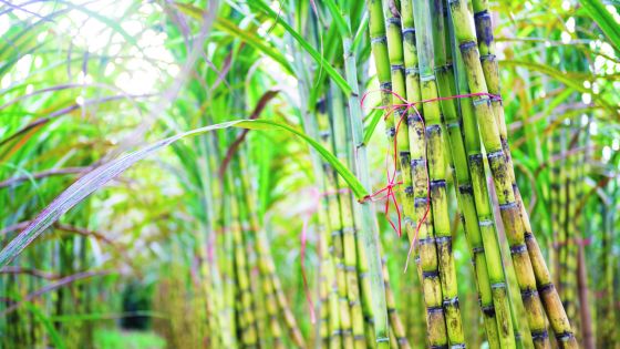 Three new sugarcane varieties to be introduced