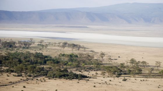 Sucre - Tanzanie : négociations mauriciennes pour un terrain de 25 000 hectares