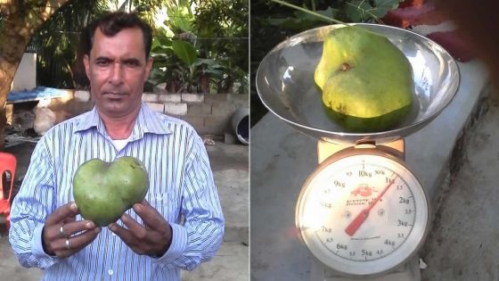 Quatre-Sœurs : il cueille une mangue pesant plus d’un kilo