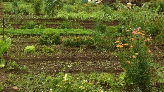 Grosses pluies : des plantations affectées à 50%