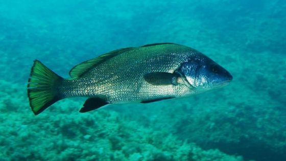 Présence des poissons l’ombrine et barr : des pêcheurs inquiets   