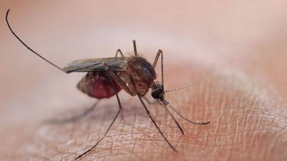 Maladie transmise par les moustiques : un cas de malaria détecté à Trou-aux-Biches