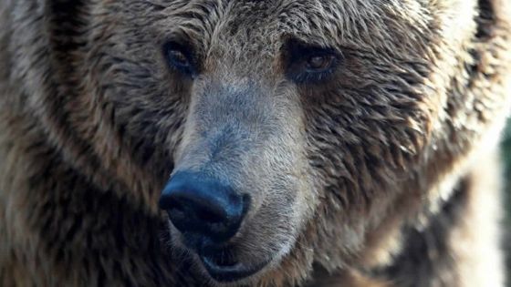 USA : un campeur se réveille la tête dans la gueule d'un ours
