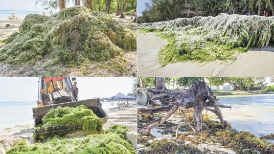 Plus de 100 tonnes d’algues retirées de nos plages