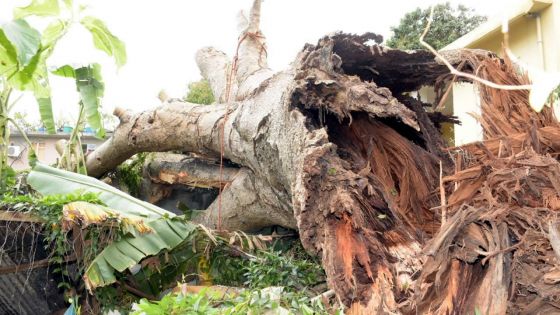 Bon à savoir : qui doit intervenir quand un arbre représente un danger ?