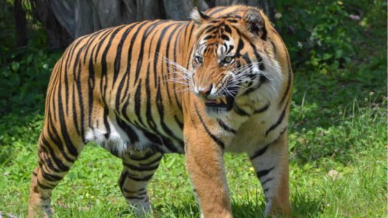 Indonésie : un homme tué par un tigre dans un parc national