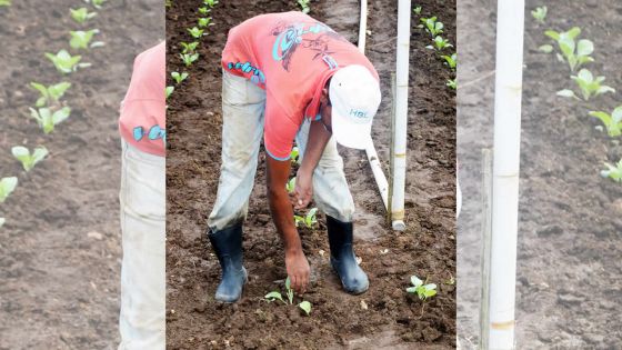 Propositions budgétaires : des mesures pour un nouveau souffle aux petits planteurs