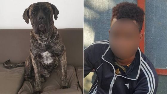 Un voleur de légumes surpris par le chien du propriétaire, un redoutable Cane Corso nommé Salah