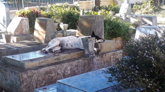 Curepipe : des chiens errants squattent le cimetière Bigarade