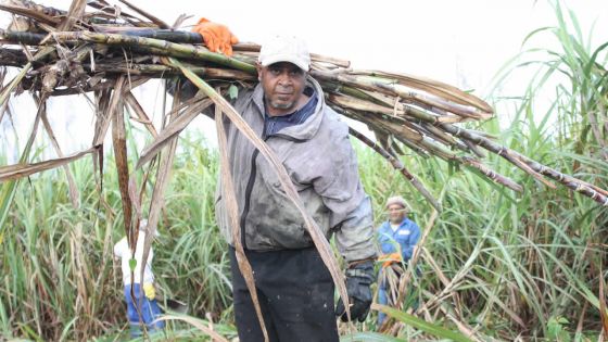 Sucre : baisse de la production dans les régions les plus arrosées