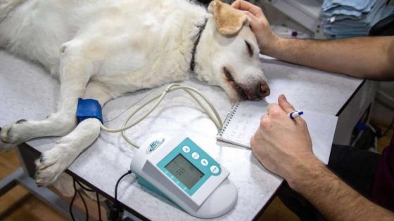 Dans la région Est : un faux vétérinaire à l’origine de la mort de plusieurs chiens