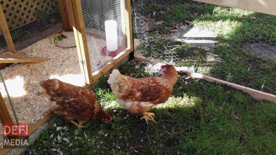 Mare-La-Chaux : un jeune homme arrêté pour le vol d'un coq et d'une poule