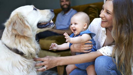 Préparez votre chien à l’arrivée d’un bébé