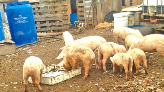 À Albion : des porcs meurent d’une maladie non identifiée
