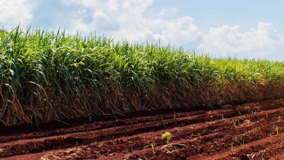 Soutien au secteur sucre : le SIFB au bord de l’asphyxie
