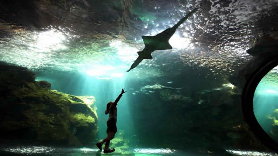 Aquarium de Rs 500 M aux Salines : l’actionnariat sera ouvert au grand public