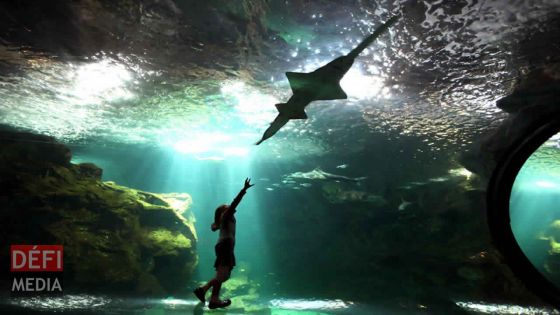 Les Salines : le coût de la construction d’un océanarium à Rs 550 millions