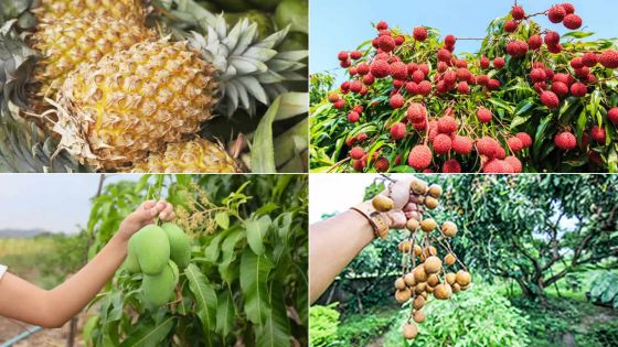 Production de fruits locaux : bonne saison en perspective, mais gare aux nombreux problèmes 