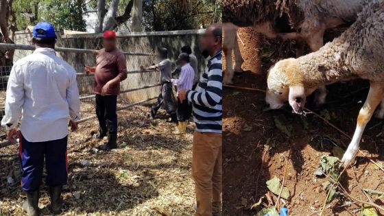 Maltraitance présumée des animaux en quarantaine : des éleveurs portent plainte contre le ministère de l’Agro-industrie