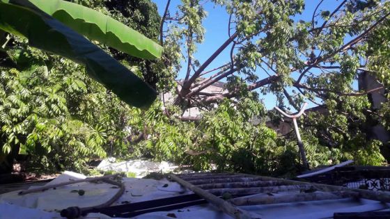 Les pompiers à la rescousse : un arbre s’effondre sur sa maison