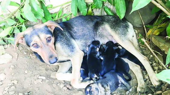 Insolite : sept à la maison…